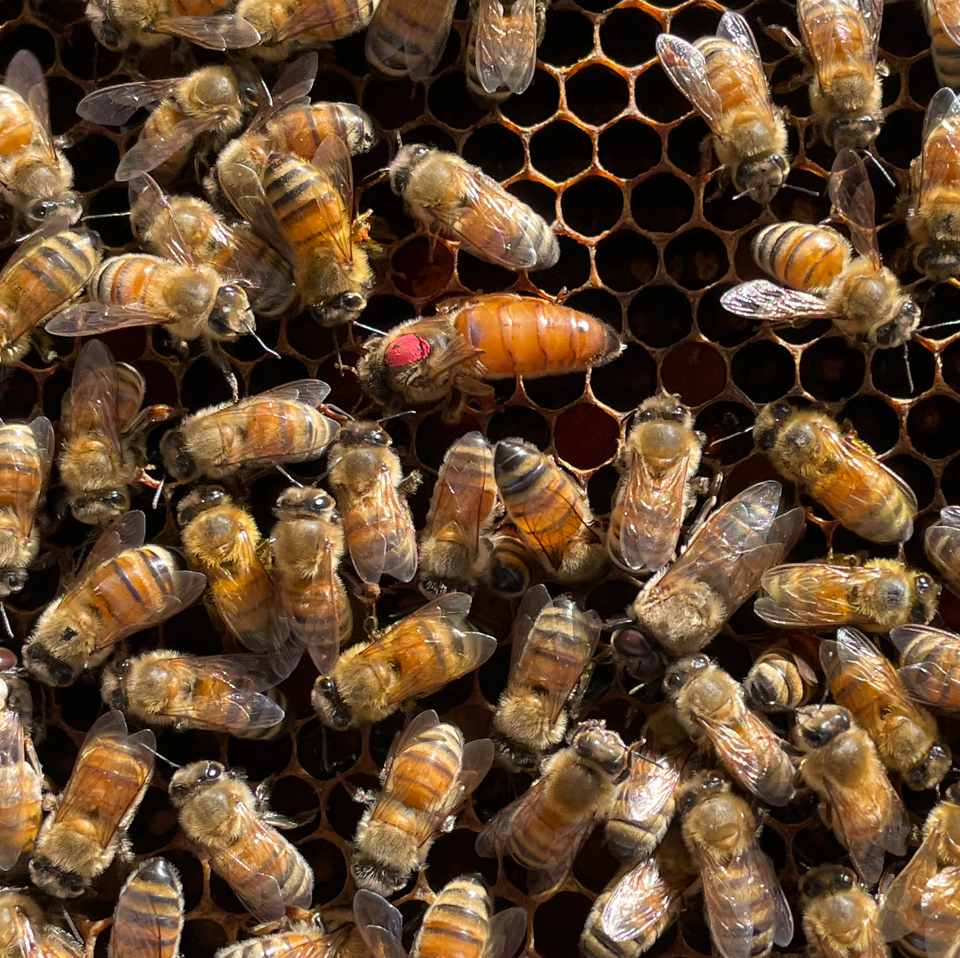 Bees on beeswax with marked queen surrounded by workers