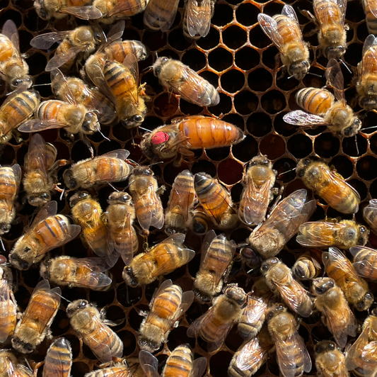 Bees on beeswax with marked queen surrounded by workers