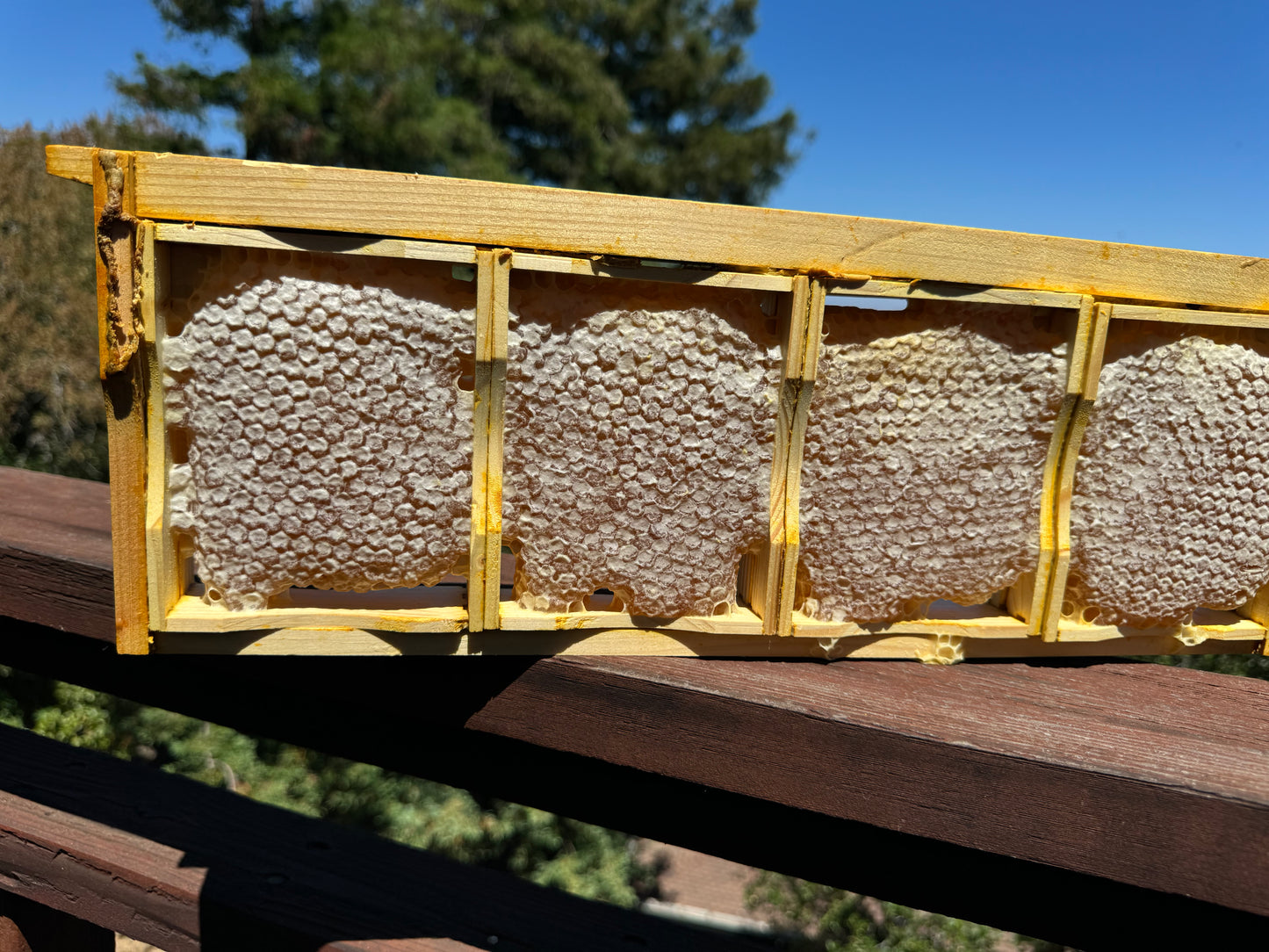Comb Honey on the San Francisco Peninsula - Pure and Sustainable
