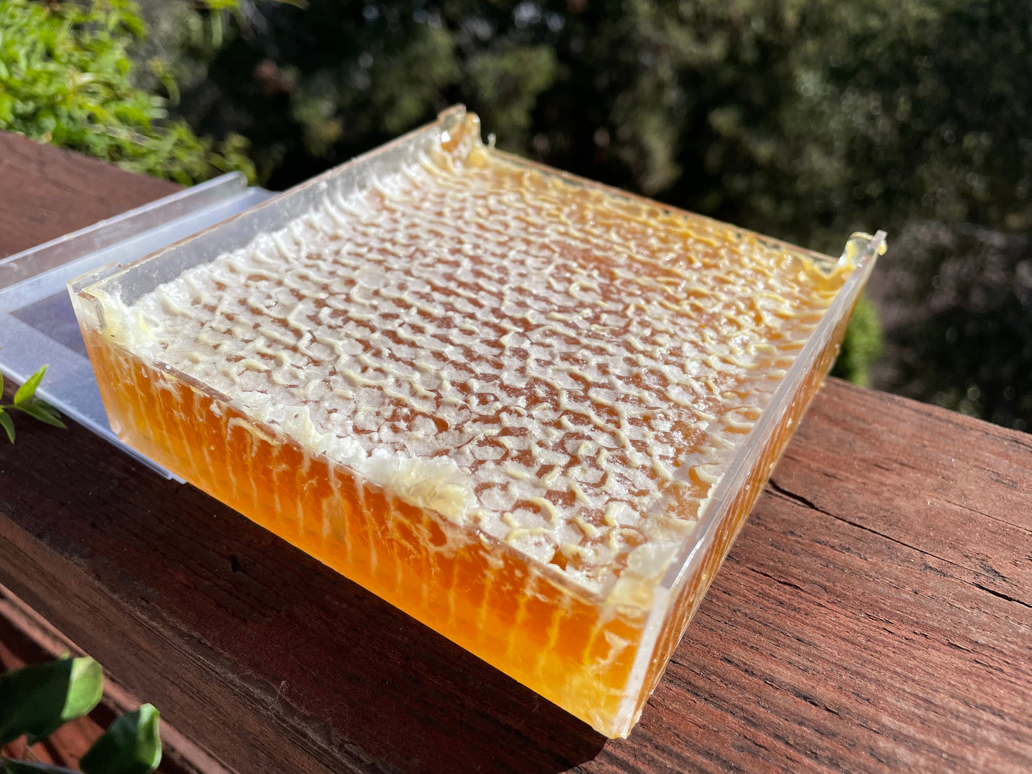 Comb Honey on the San Francisco Peninsula - Nature's Artistry in Every Cell