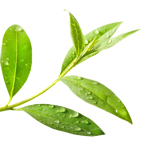 Tea Tree Scented - Beeswax Moisturizing Hand Balm