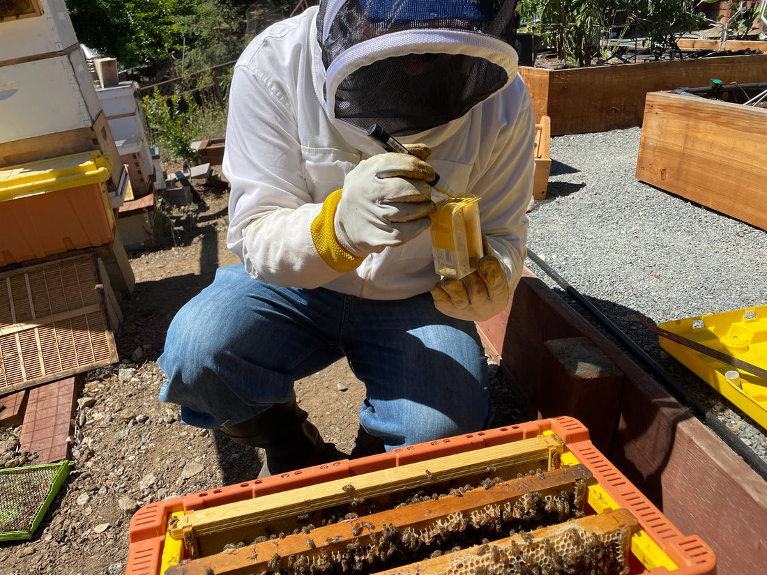 The Unlikely Impact of Climate Change on Sustainable Bee Cosmetics in the San Francisco Bay Area