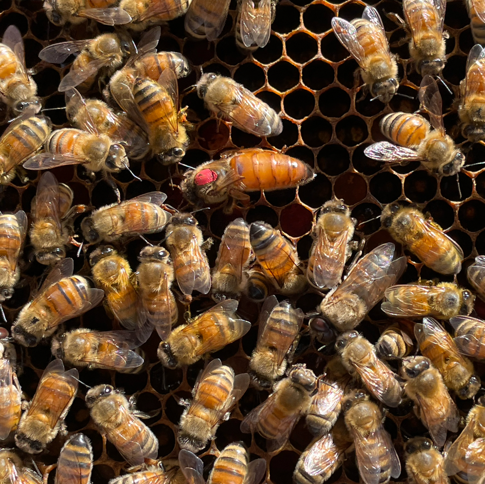 Buzzing in the Bay: Where to Buy Bees on the San Francisco Peninsula ...