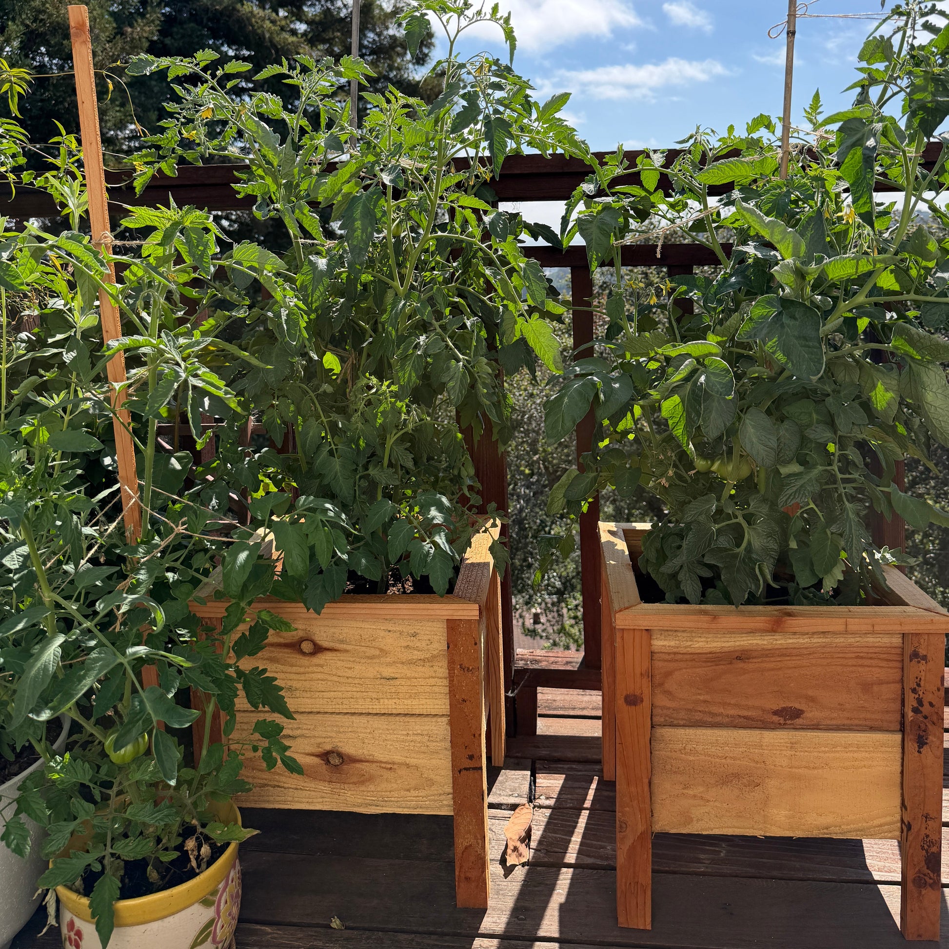 Wooden planters with green plants.